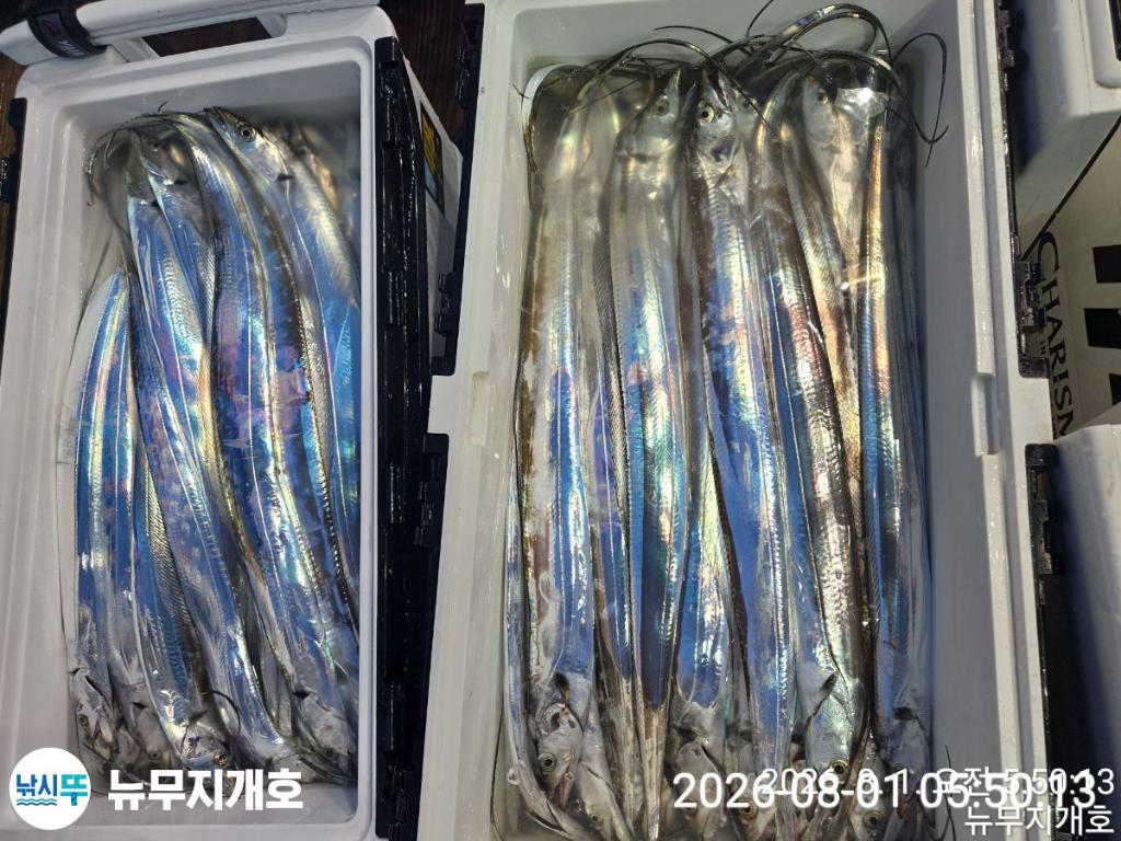 낚시뚜,갈치,통영영운리항,뉴무지개호,낚시뚜5