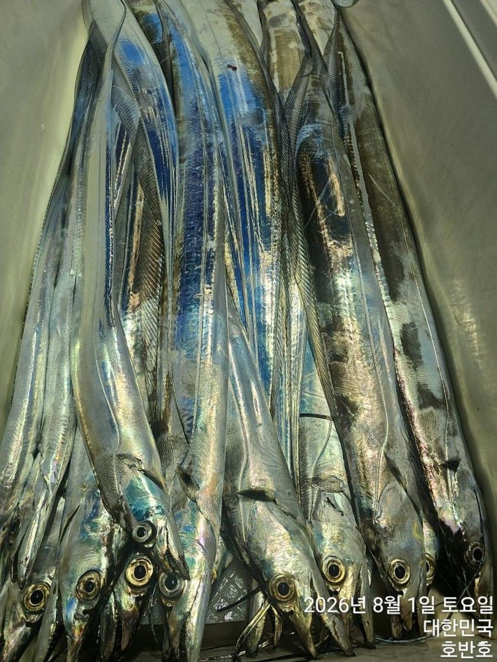 낚시뚜,갈치,통영 신전항,통영호반호,낚시뚜31