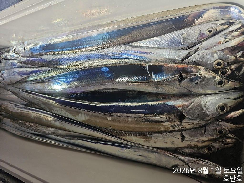 낚시뚜,갈치,통영 신전항,통영호반호,낚시뚜26