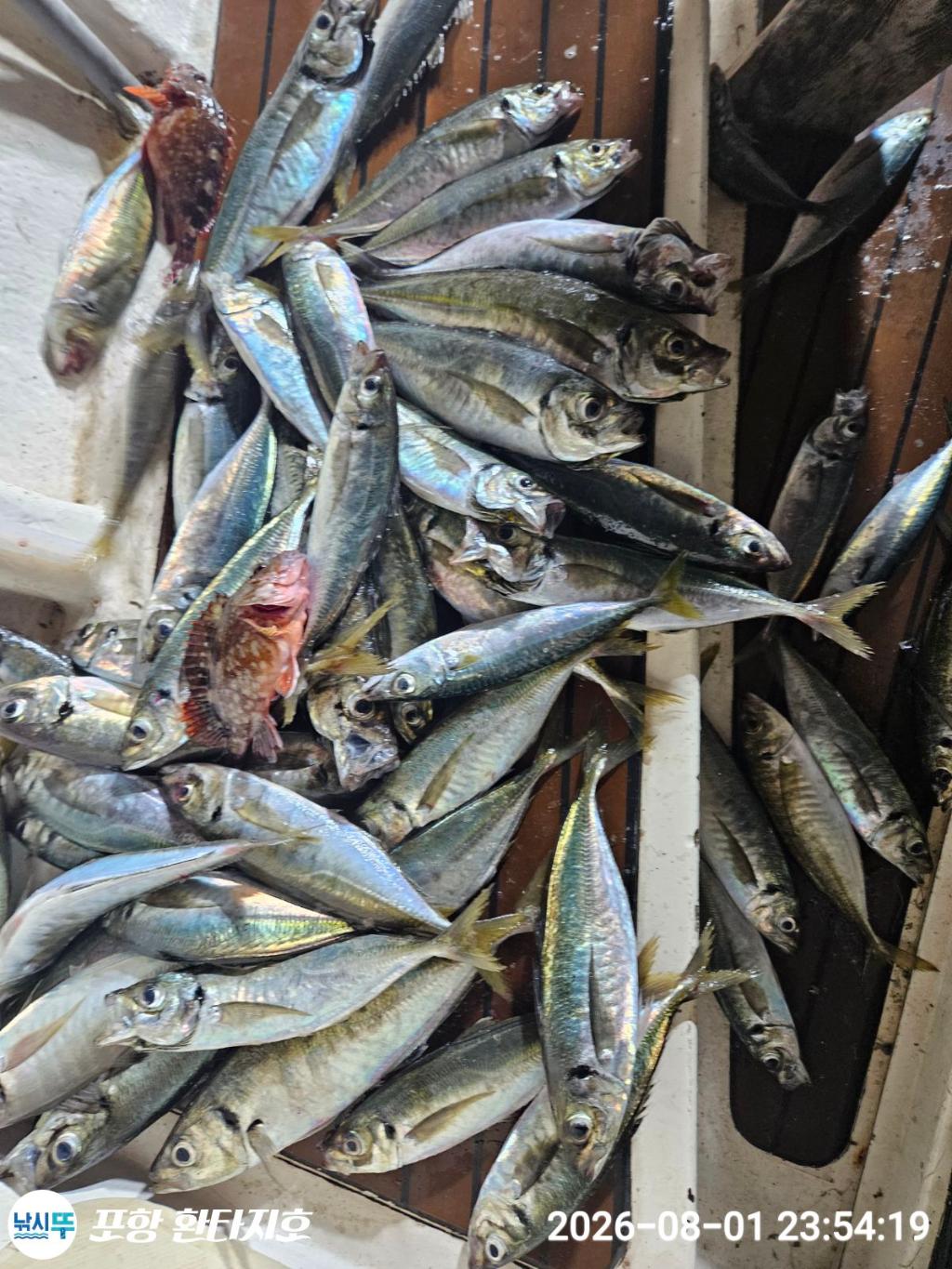 낚시뚜,광어,전갱이,포항 동빈항,포항 환타지호,낚시뚜6
