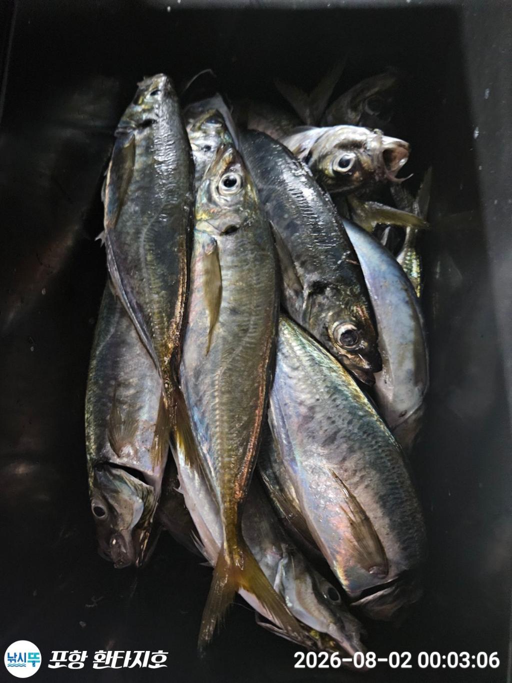 낚시뚜,광어,전갱이,포항 동빈항,포항 환타지호,낚시뚜2