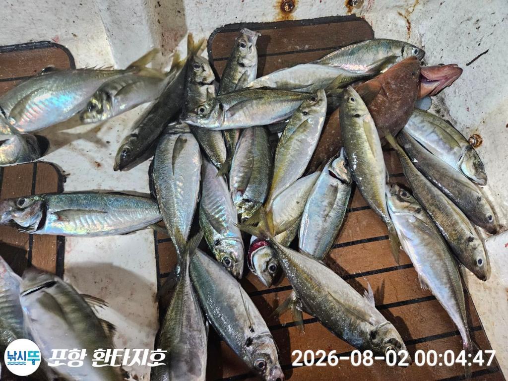 낚시뚜,광어,전갱이,포항 동빈항,포항 환타지호,낚시뚜1