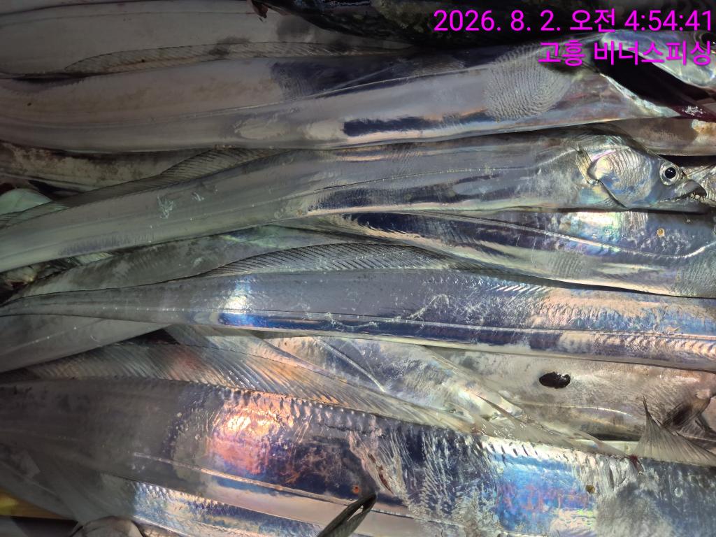 낚시뚜,,녹동항,비너스피싱,낚시뚜7