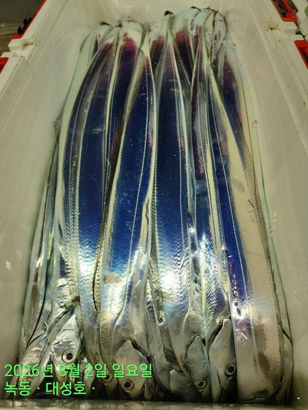 낚시뚜,갈치,녹동항,녹동대성호,낚시뚜69