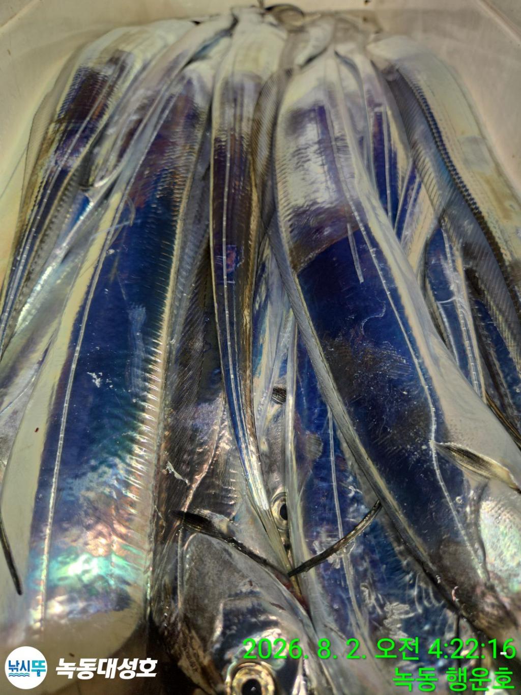 낚시뚜,갈치,녹동항,녹동대성호,낚시뚜53