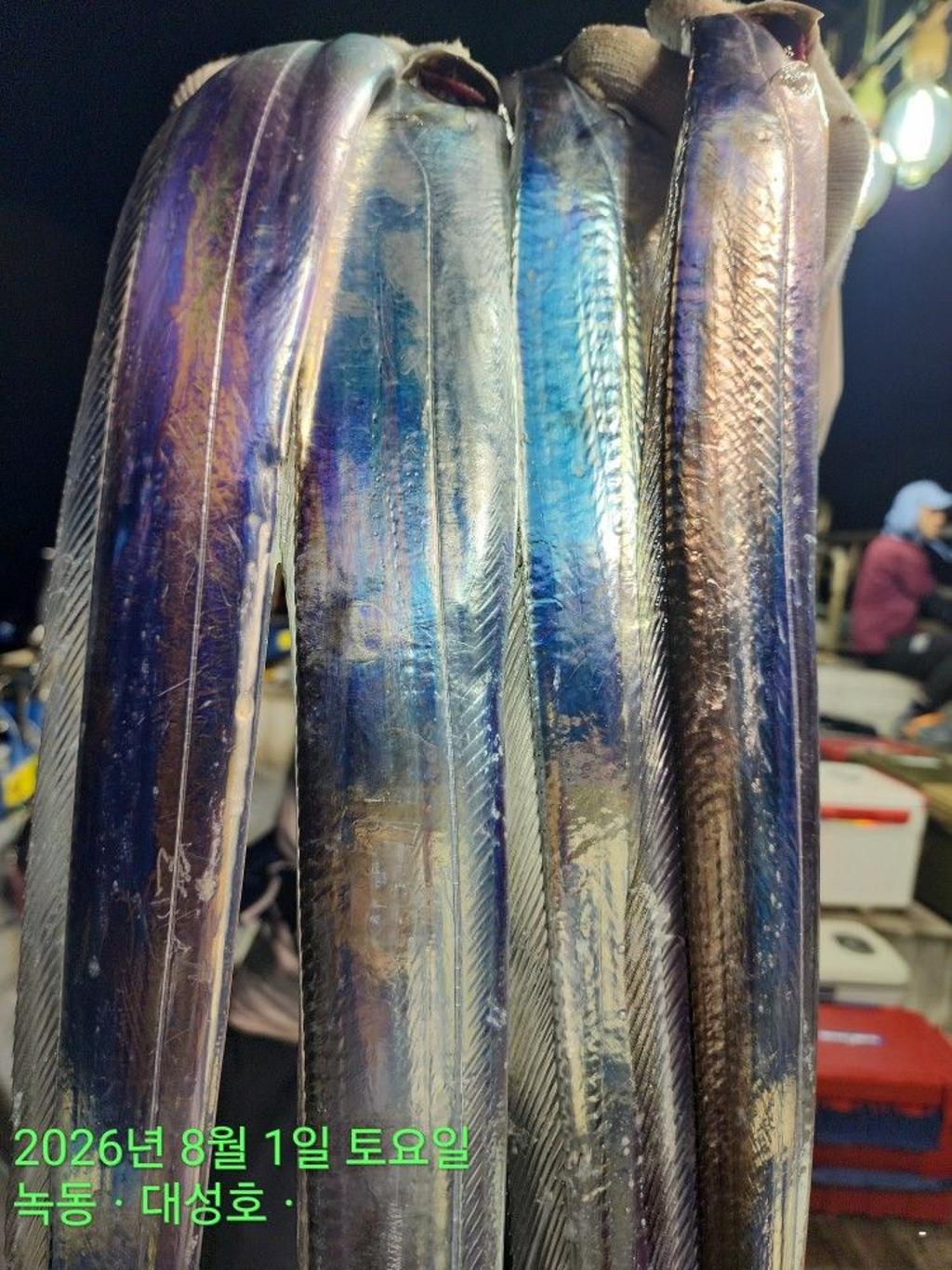 낚시뚜,갈치,녹동항,녹동대성호,낚시뚜25
