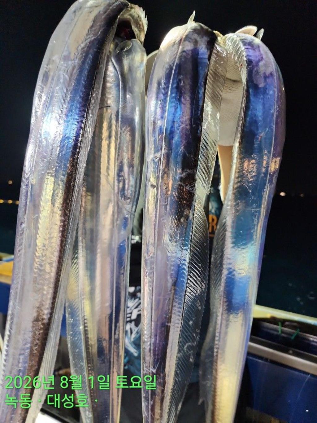낚시뚜,갈치,녹동항,녹동대성호,낚시뚜24