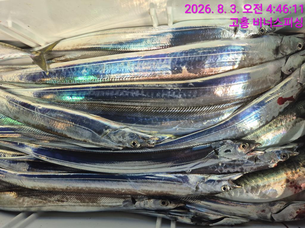 낚시뚜,,녹동항,비너스피싱,낚시뚜14