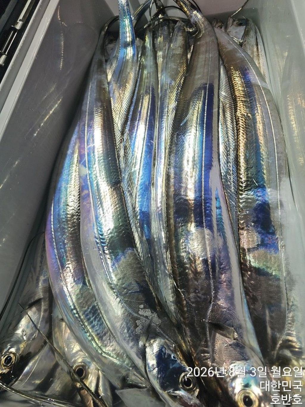 낚시뚜,갈치,통영 신전항,통영호반호,낚시뚜31
