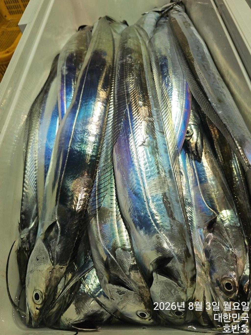 낚시뚜,갈치,통영 신전항,통영호반호,낚시뚜30