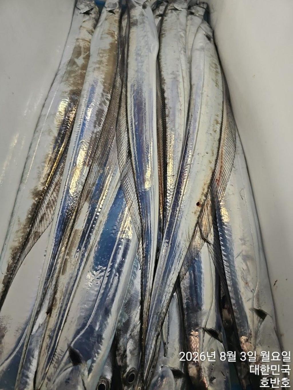낚시뚜,갈치,통영 신전항,통영호반호,낚시뚜27