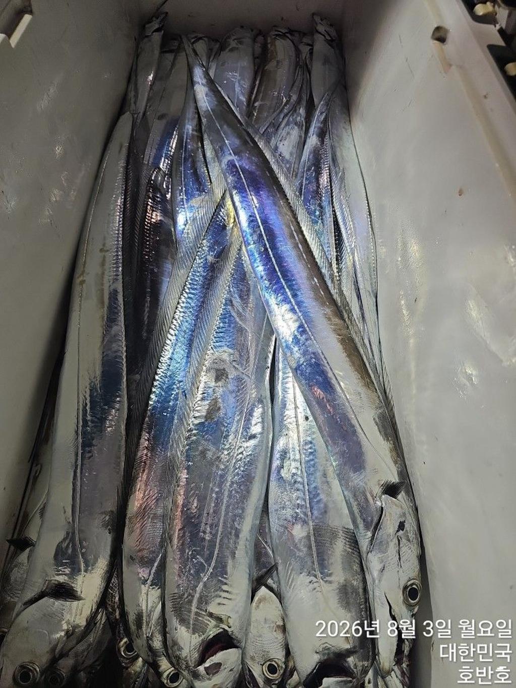 낚시뚜,갈치,통영 신전항,통영호반호,낚시뚜26