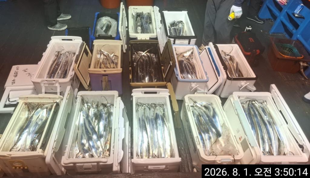 낚시뚜,갈치,삼포항,삼포대교낚시,낚시뚜29