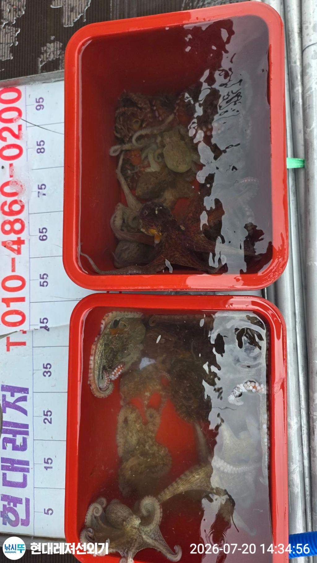 낚시뚜,돌문어,풍화상장마을,통영 현대레져선외기,낚시뚜7