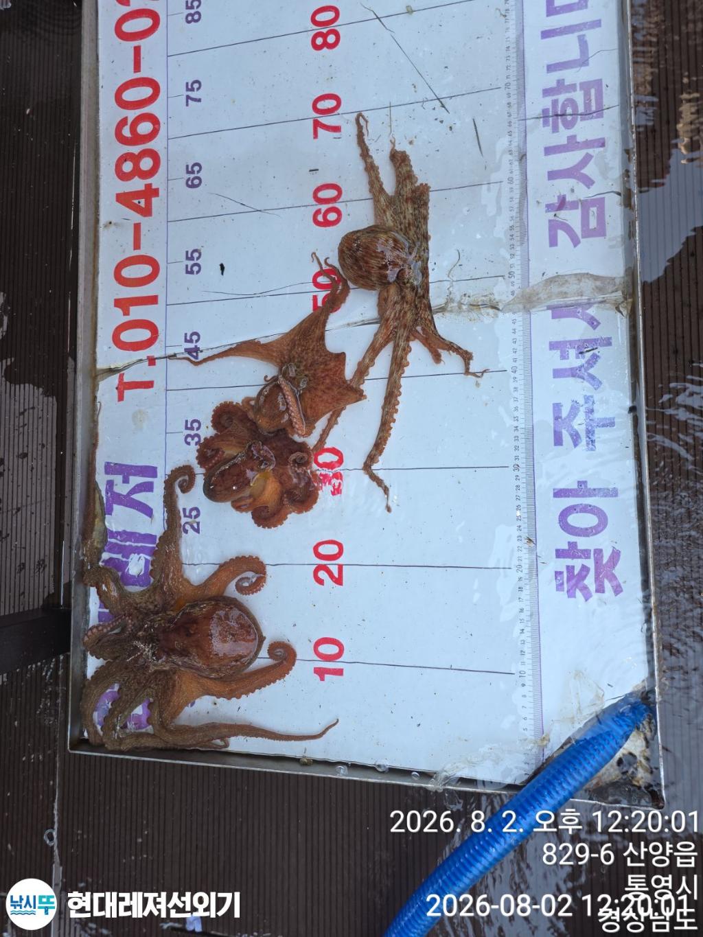 낚시뚜,돌문어,풍화상장마을,통영 현대레져선외기,낚시뚜6