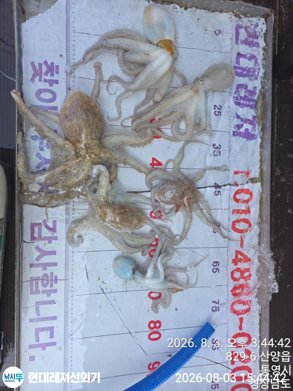 낚시뚜,돌문어,풍화상장마을,통영 현대레져선외기,낚시뚜1