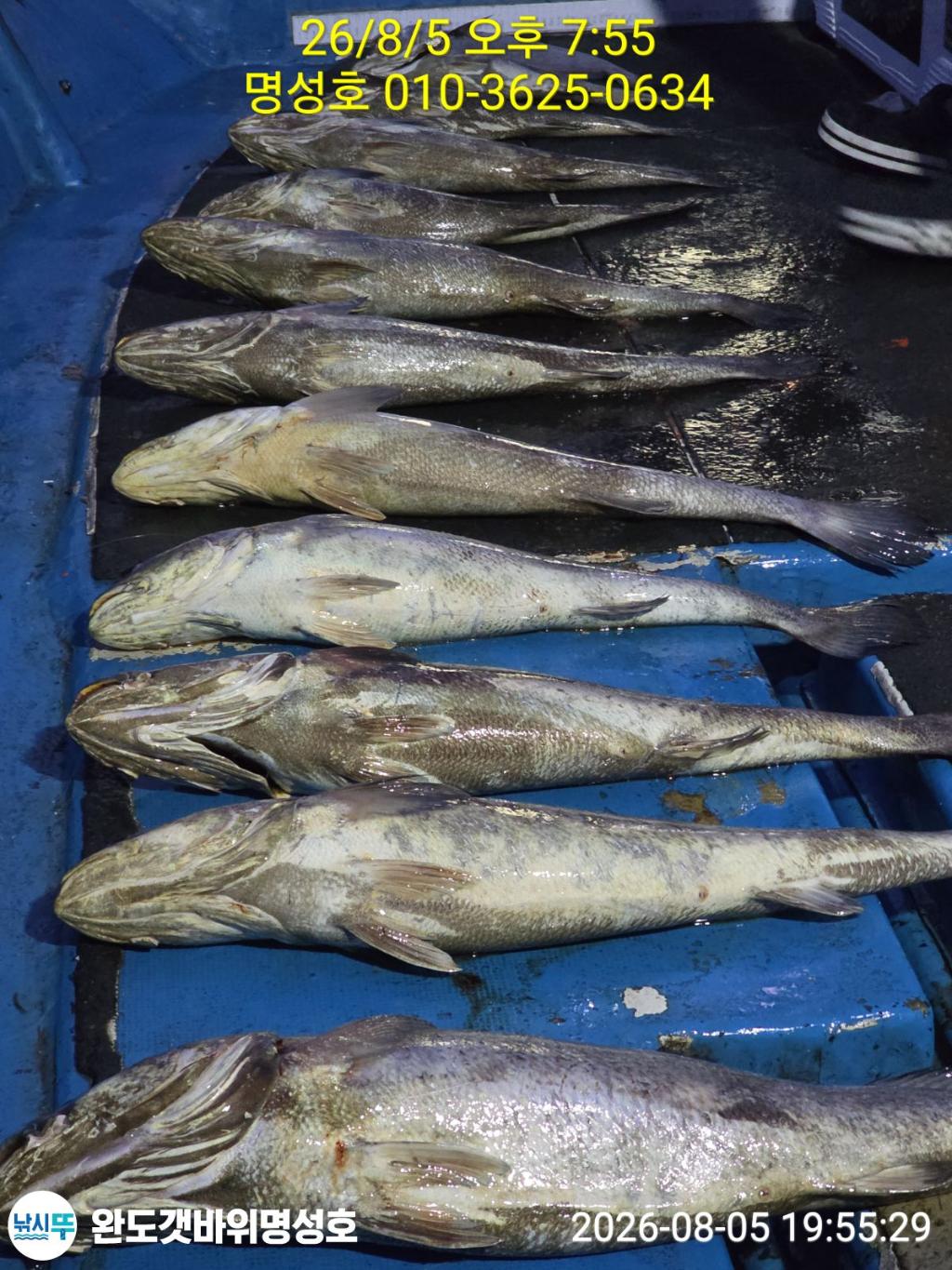 낚시뚜,민어,해남 어란진항,완도해남 명성호,낚시뚜2