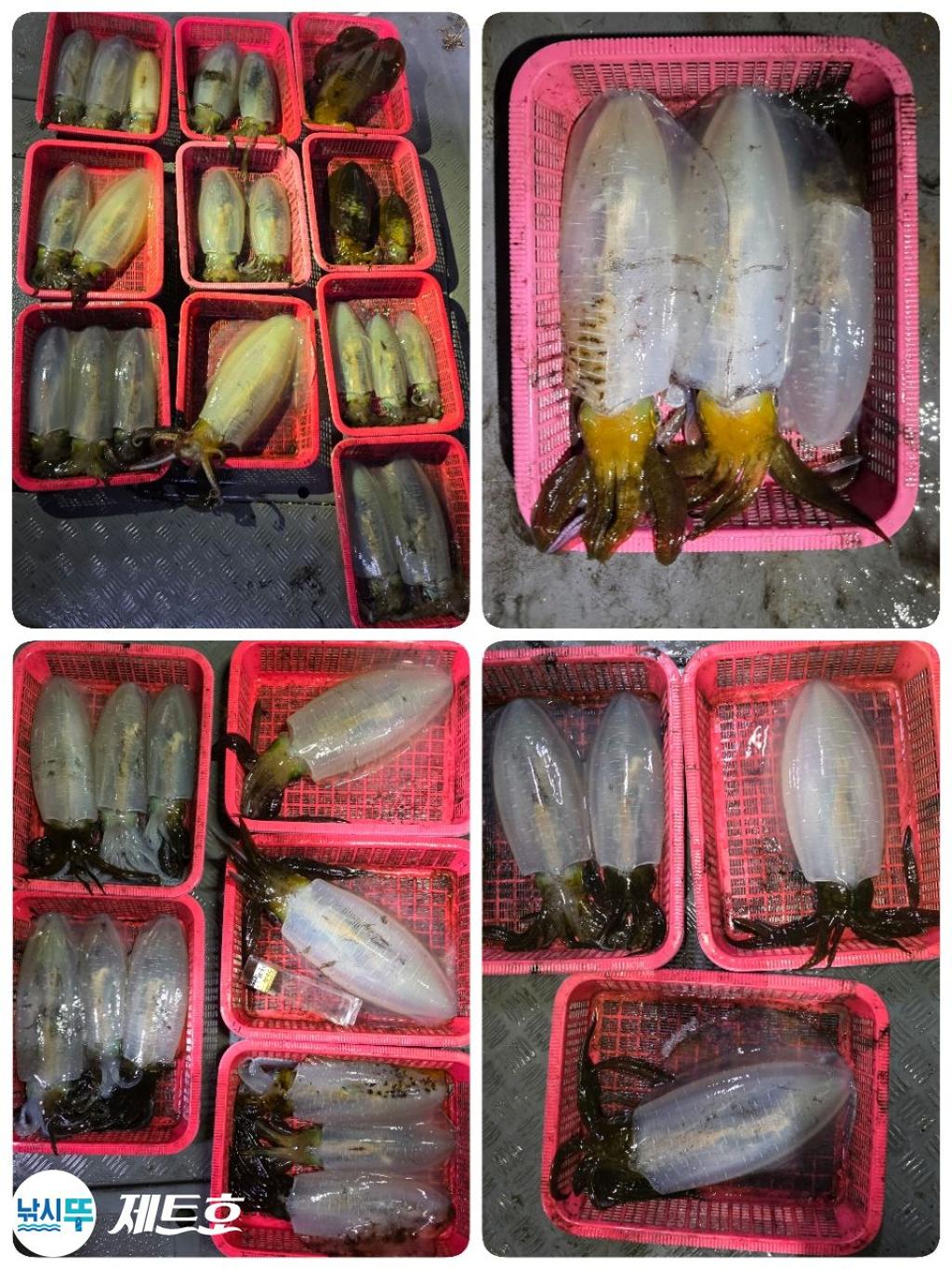 낚시뚜,무늬오징어,영일만항,포항 제트호,낚시뚜1