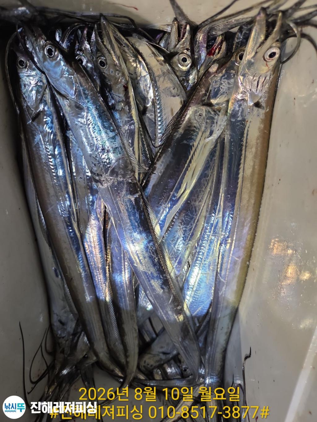 낚시뚜,갈치,진해1부두항,진해레져피싱,낚시뚜24