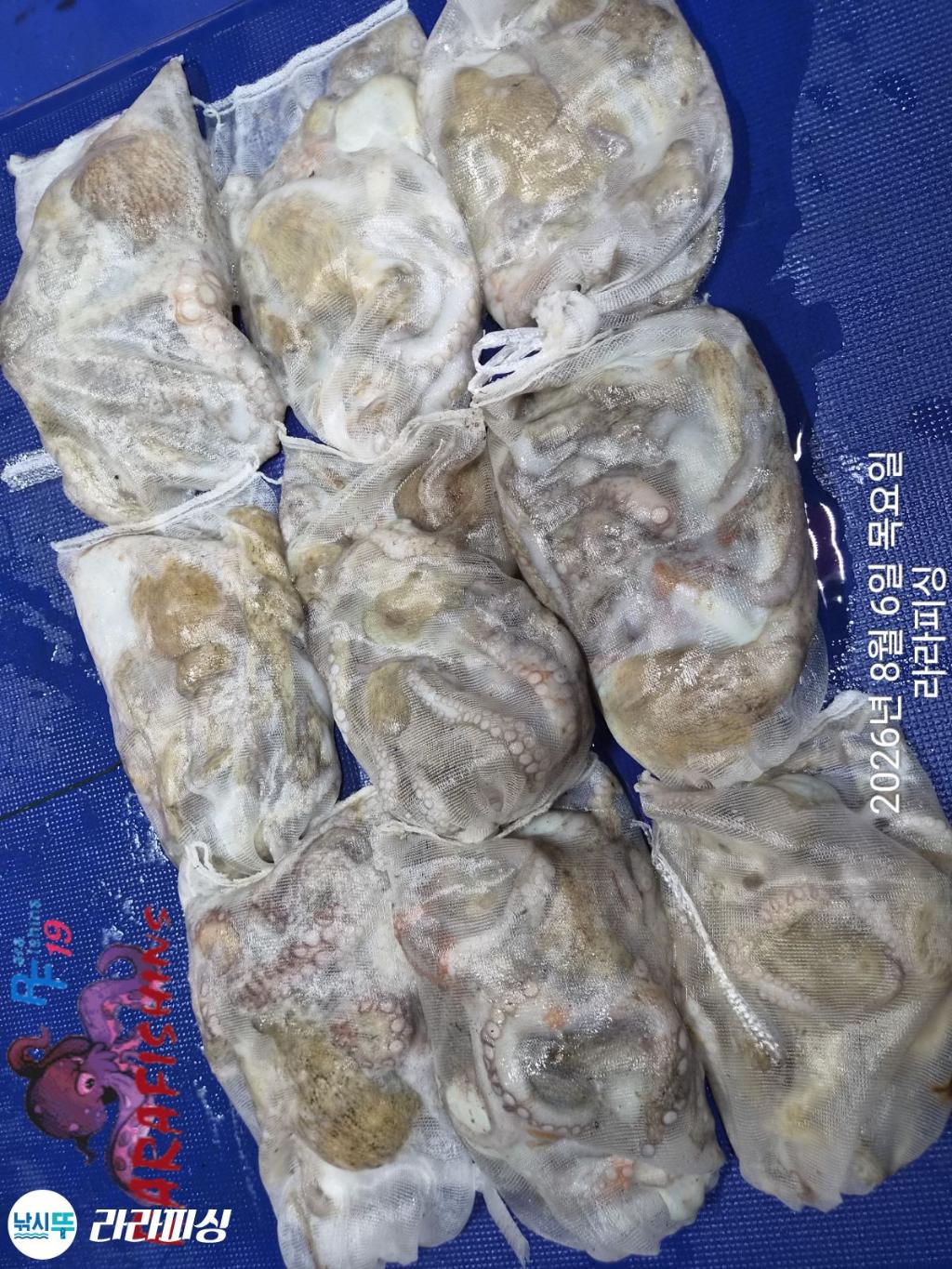 낚시뚜,돌문어,속천항(진해),라라피싱,낚시뚜17