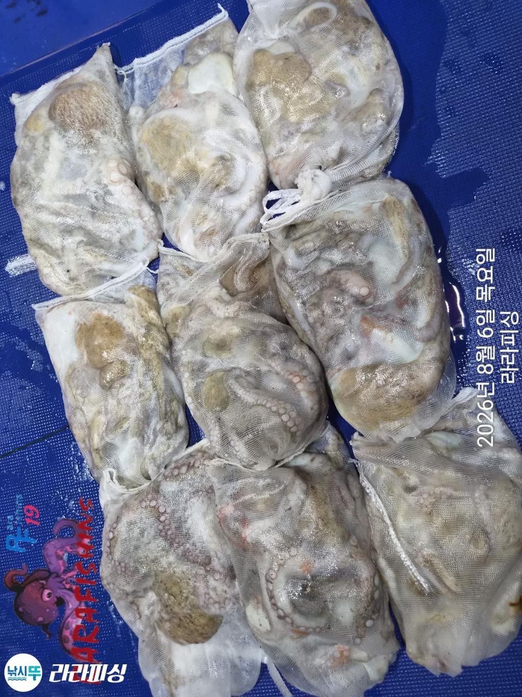 낚시뚜,돌문어,속천항(진해),라라피싱,낚시뚜16