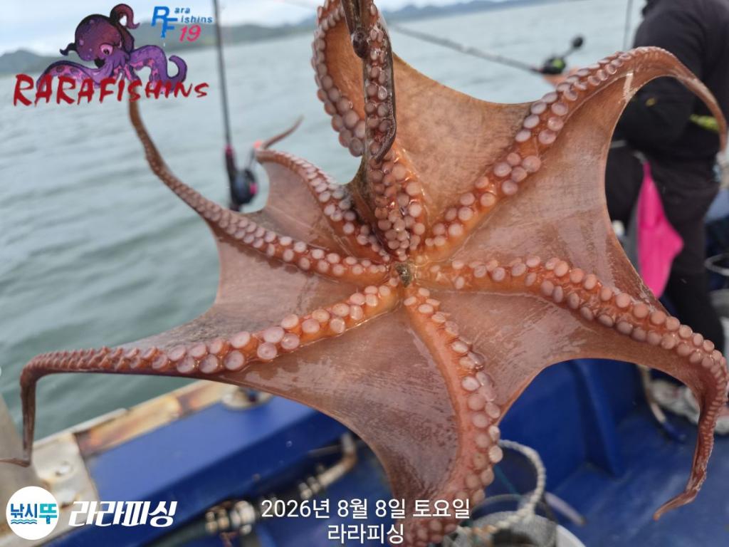 낚시뚜,돌문어,속천항(진해),라라피싱,낚시뚜7