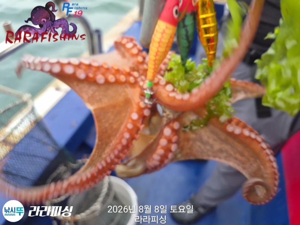 낚시뚜,돌문어,속천항(진해),라라피싱,낚시뚜4