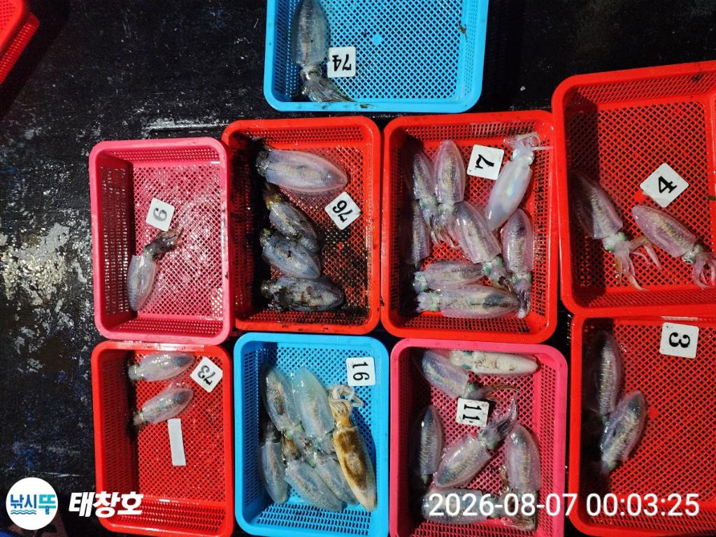 낚시뚜,무늬오징어,영일만항,태창호,낚시뚜0