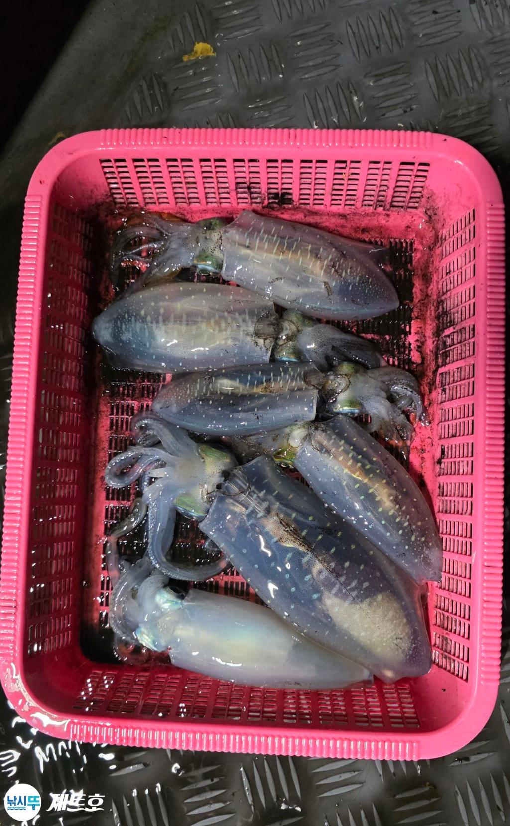 낚시뚜,무늬오징어,영일만항,포항 제트호,낚시뚜4