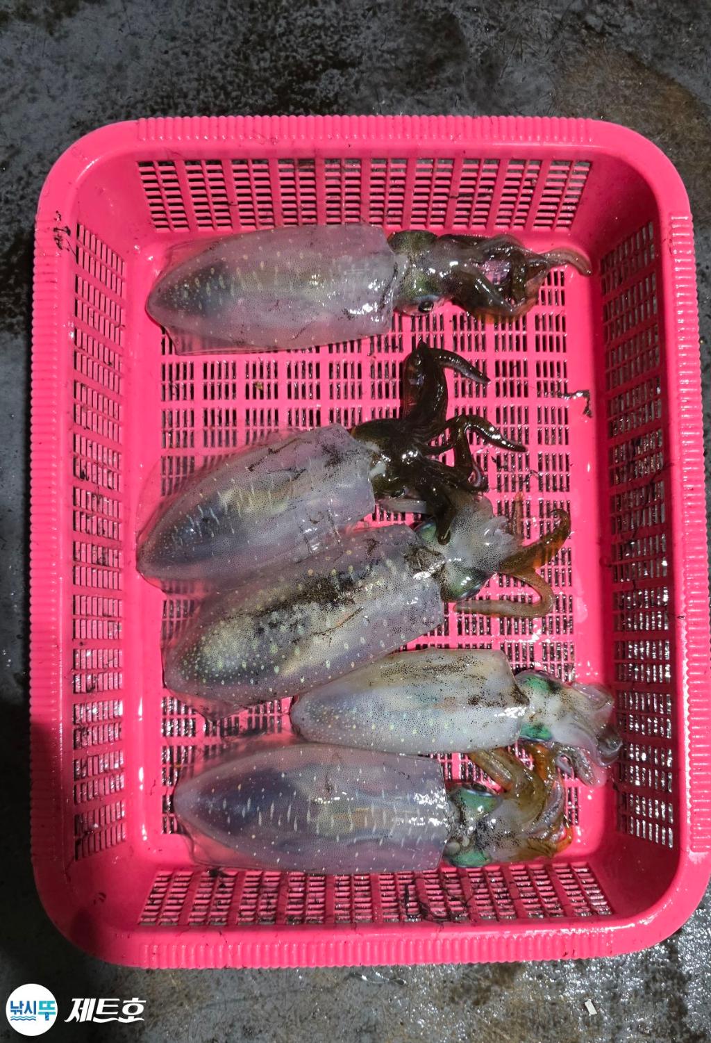 낚시뚜,무늬오징어,영일만항,포항 제트호,낚시뚜3