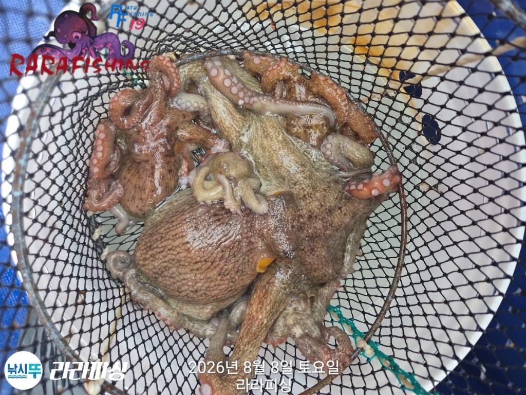낚시뚜,돌문어,속천항(진해),라라피싱,낚시뚜15