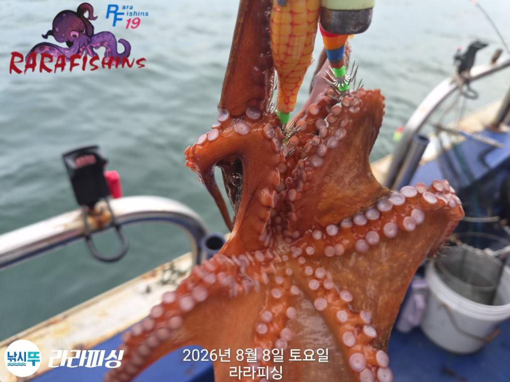 낚시뚜,돌문어,속천항(진해),라라피싱,낚시뚜5