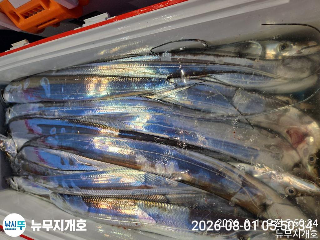 낚시뚜,갈치,통영영운리항,뉴무지개호,낚시뚜2