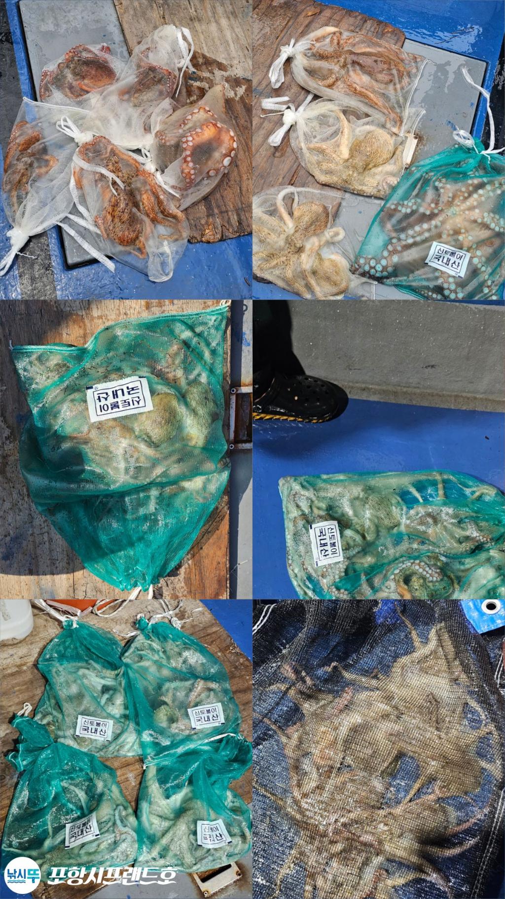 낚시뚜,돌문어,영일만항,포항시프랜드호,낚시뚜1