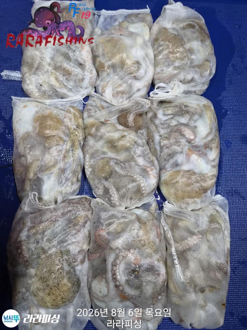 낚시뚜,돌문어,속천항(진해),라라피싱,낚시뚜18