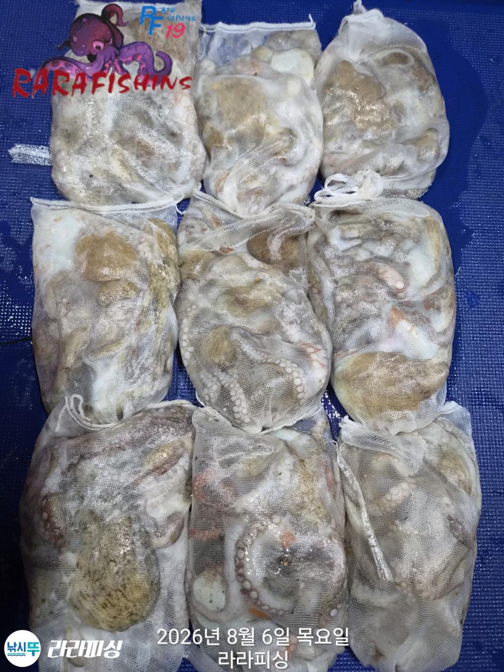 낚시뚜,돌문어,속천항(진해),라라피싱,낚시뚜17