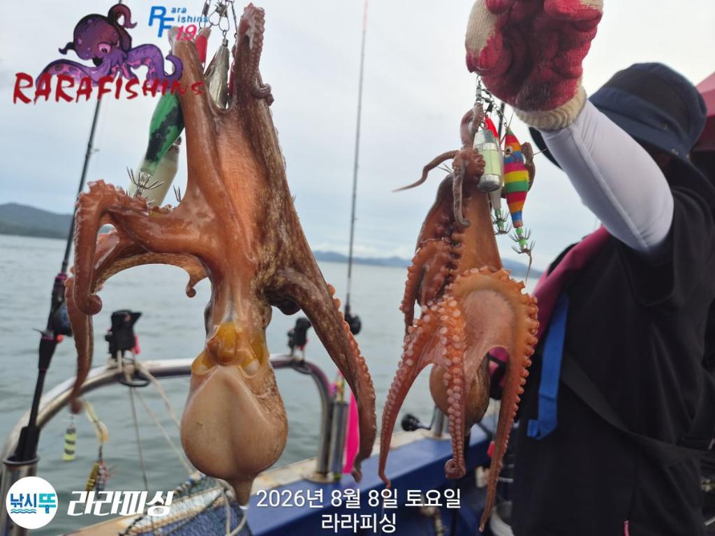 낚시뚜,돌문어,속천항(진해),라라피싱,낚시뚜5