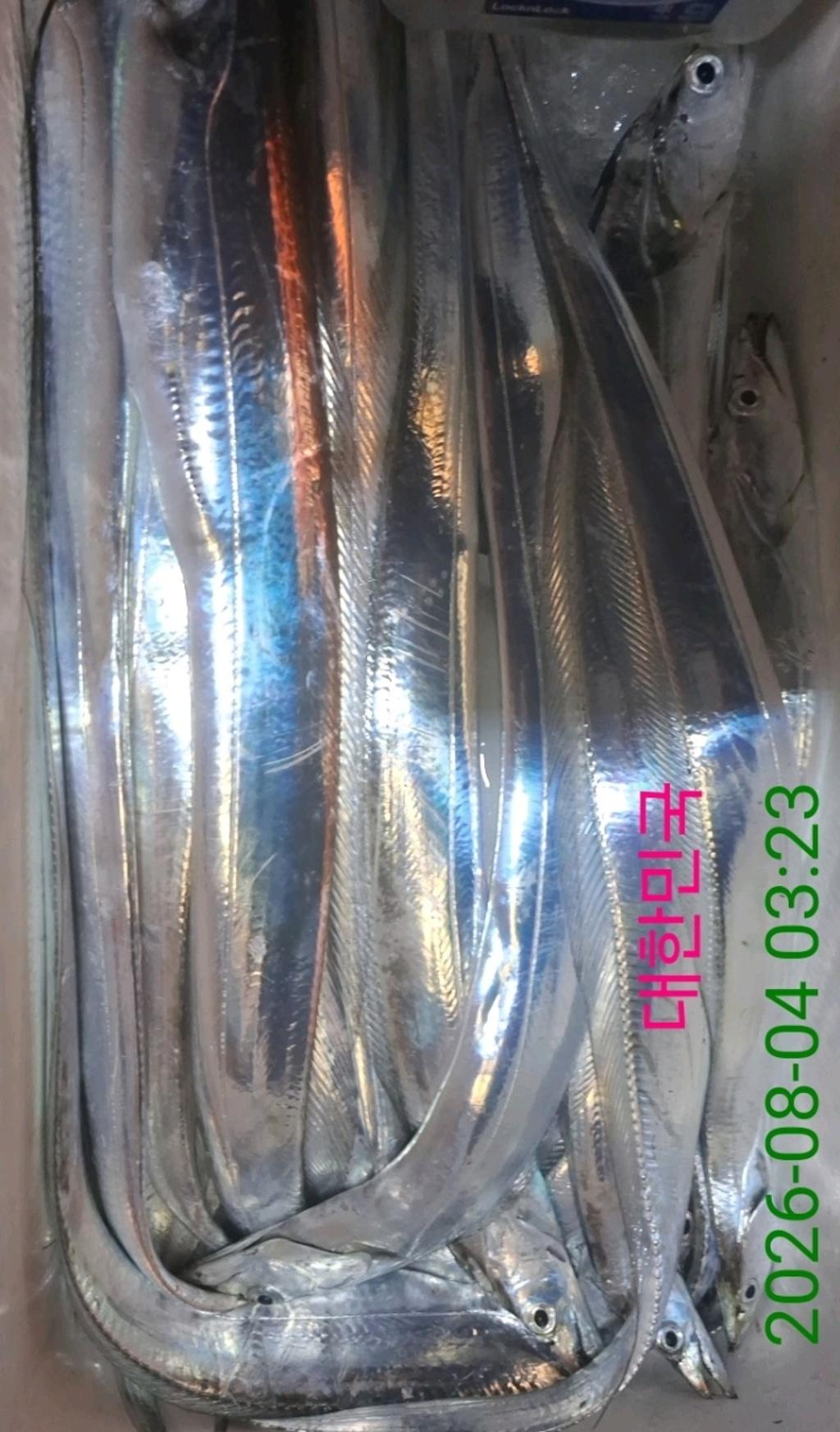 낚시뚜,갈치,삼포항,삼포대교낚시,낚시뚜7