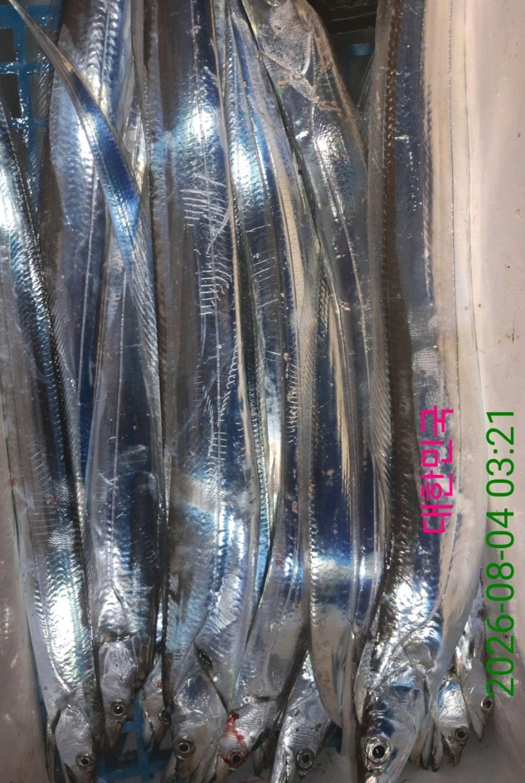 낚시뚜,갈치,삼포항,삼포대교낚시,낚시뚜8
