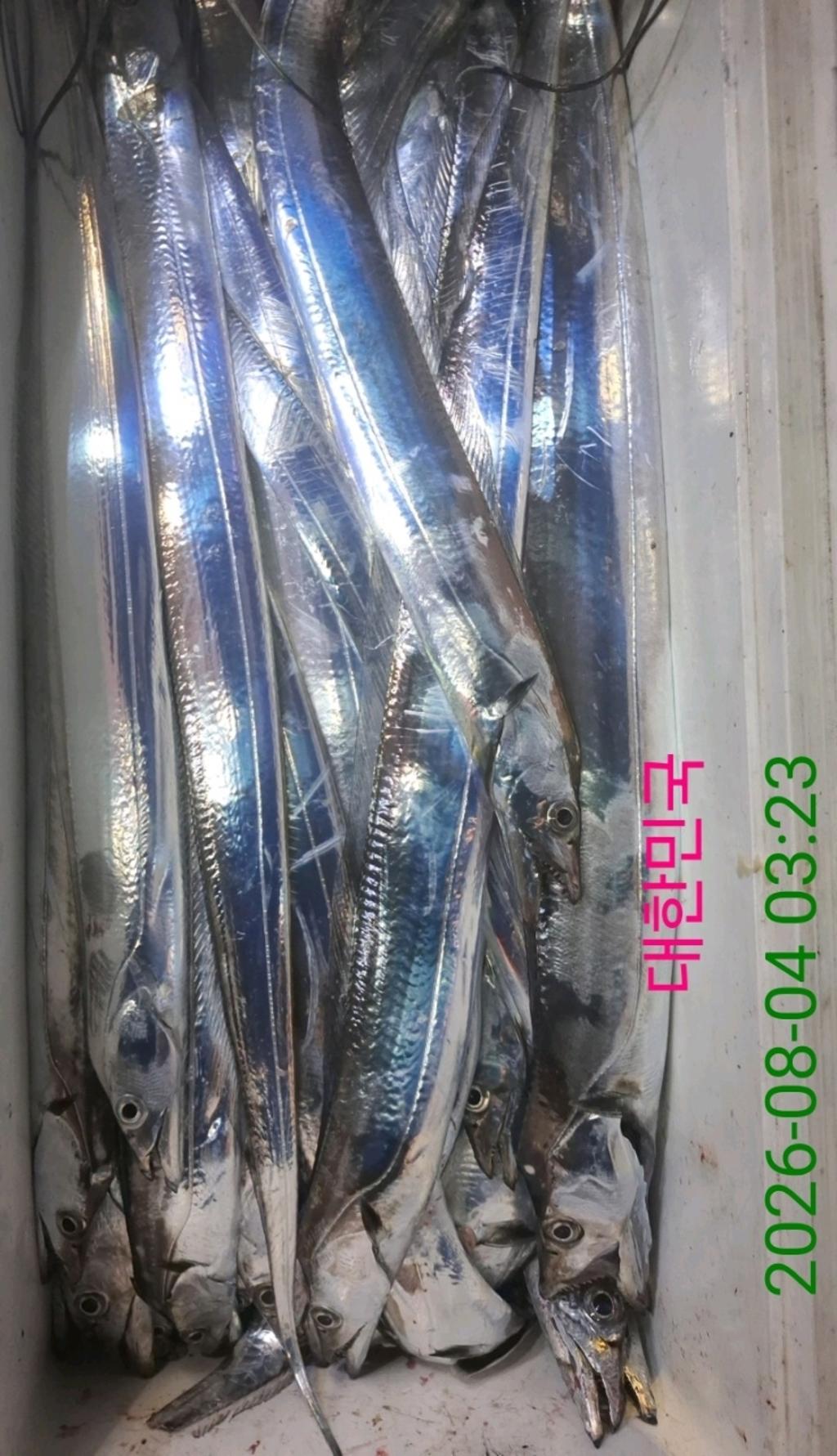 낚시뚜,갈치,삼포항,삼포대교낚시,낚시뚜9
