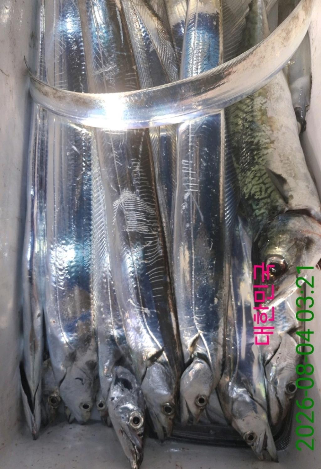 낚시뚜,갈치,삼포항,삼포대교낚시,낚시뚜10