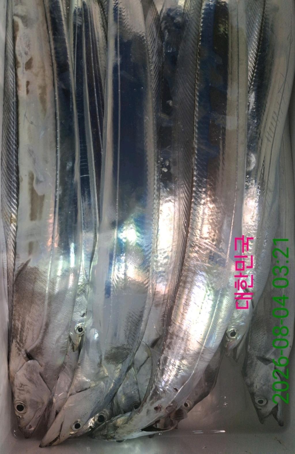 낚시뚜,갈치,삼포항,삼포대교낚시,낚시뚜12