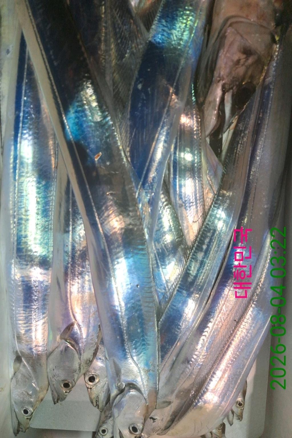 낚시뚜,갈치,삼포항,삼포대교낚시,낚시뚜13
