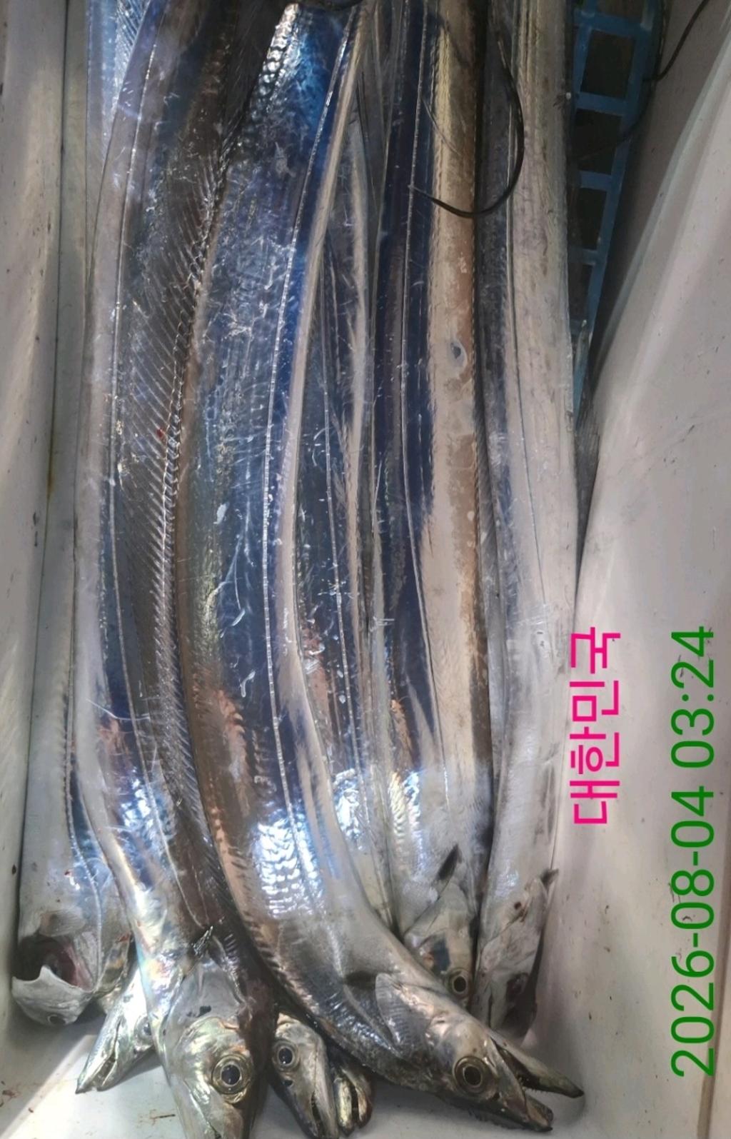 낚시뚜,갈치,삼포항,삼포대교낚시,낚시뚜14