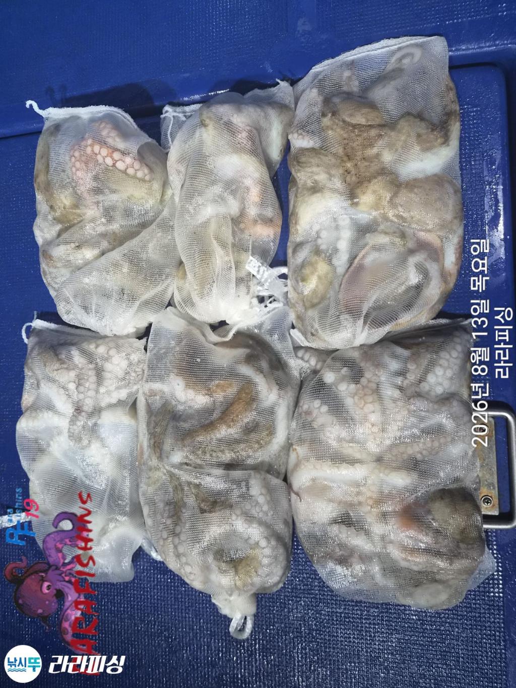 낚시뚜,돌문어,속천항(진해),라라피싱,낚시뚜11