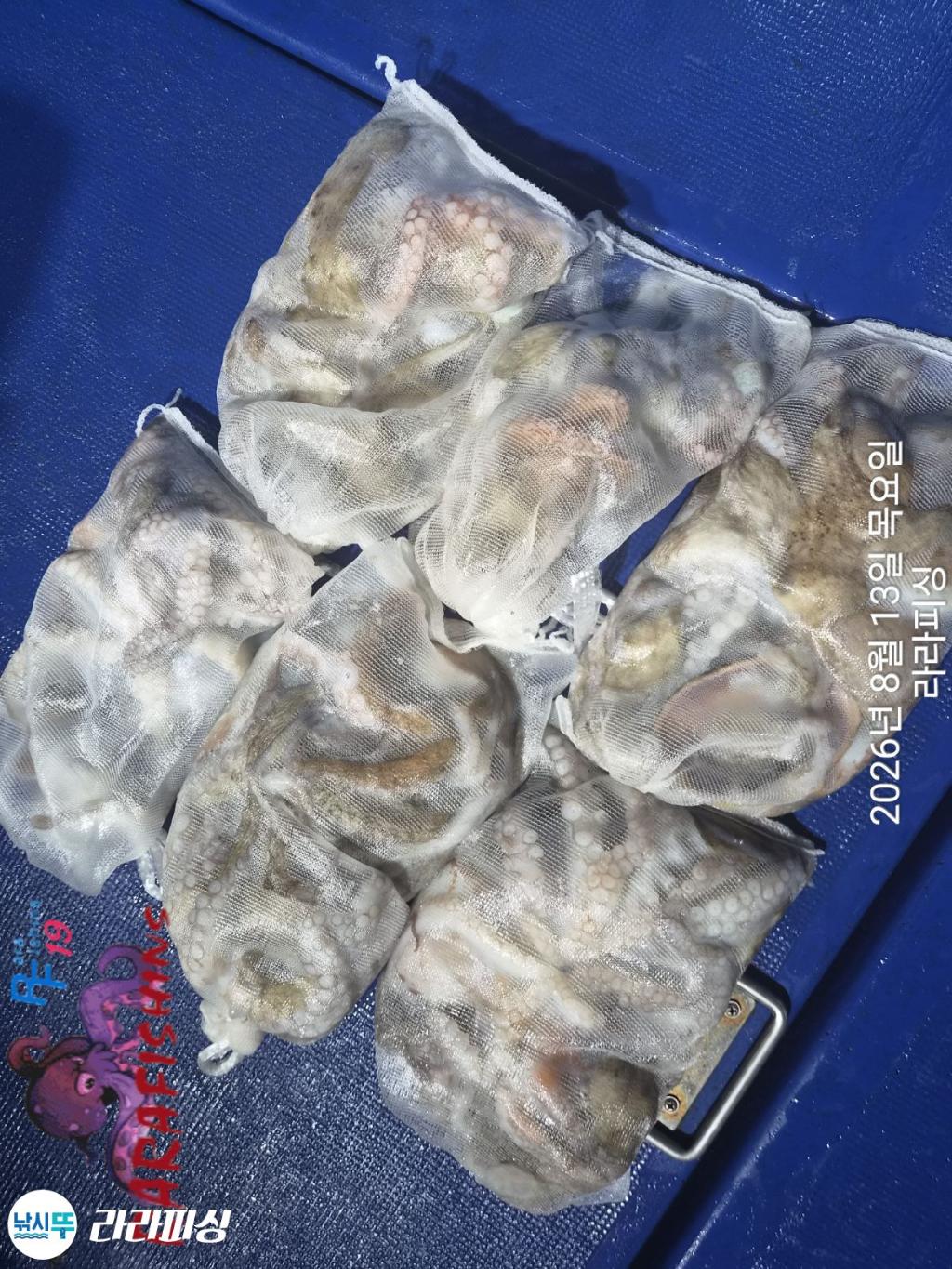 낚시뚜,돌문어,속천항(진해),라라피싱,낚시뚜9