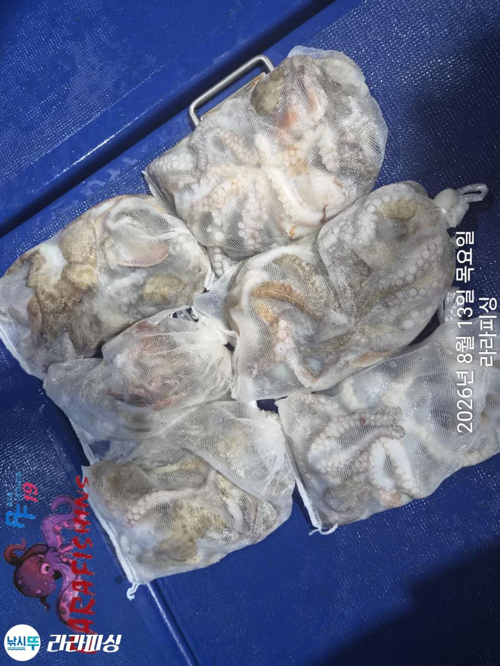 낚시뚜,돌문어,속천항(진해),라라피싱,낚시뚜7