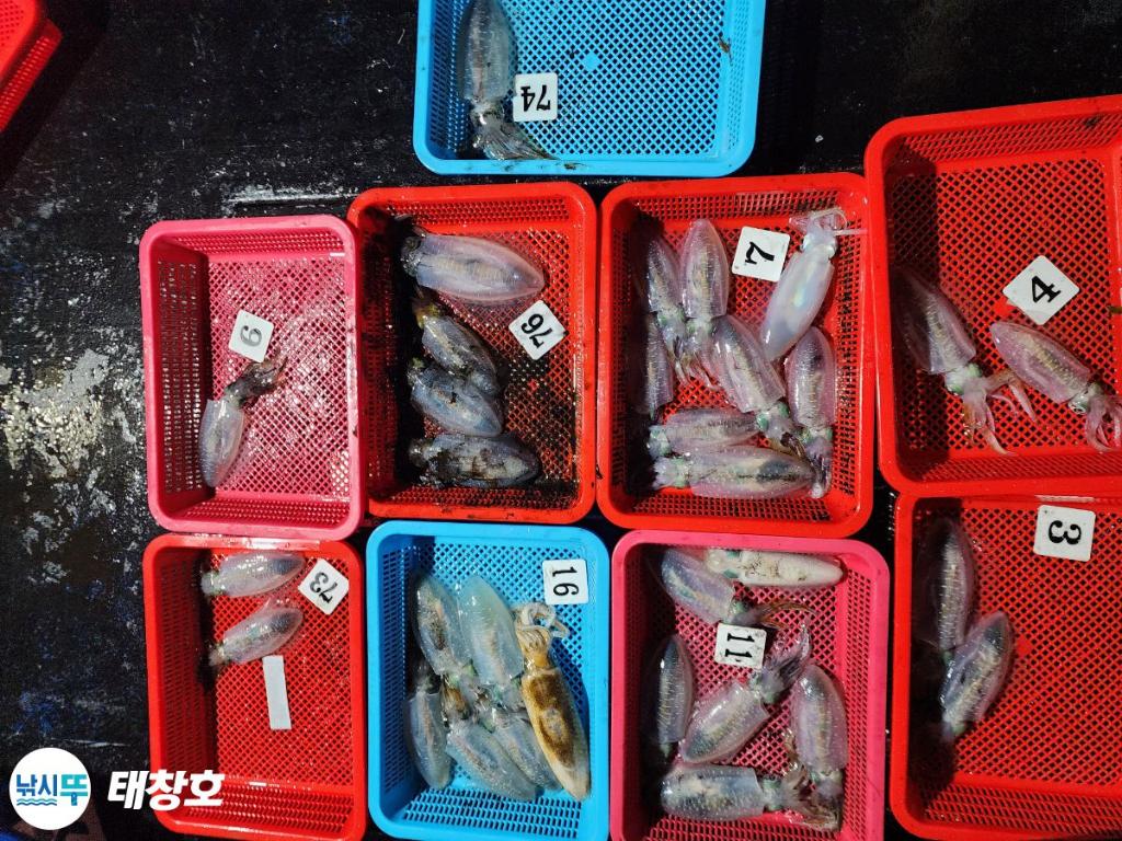 낚시뚜,무늬오징어,영일만항,태창호,낚시뚜0