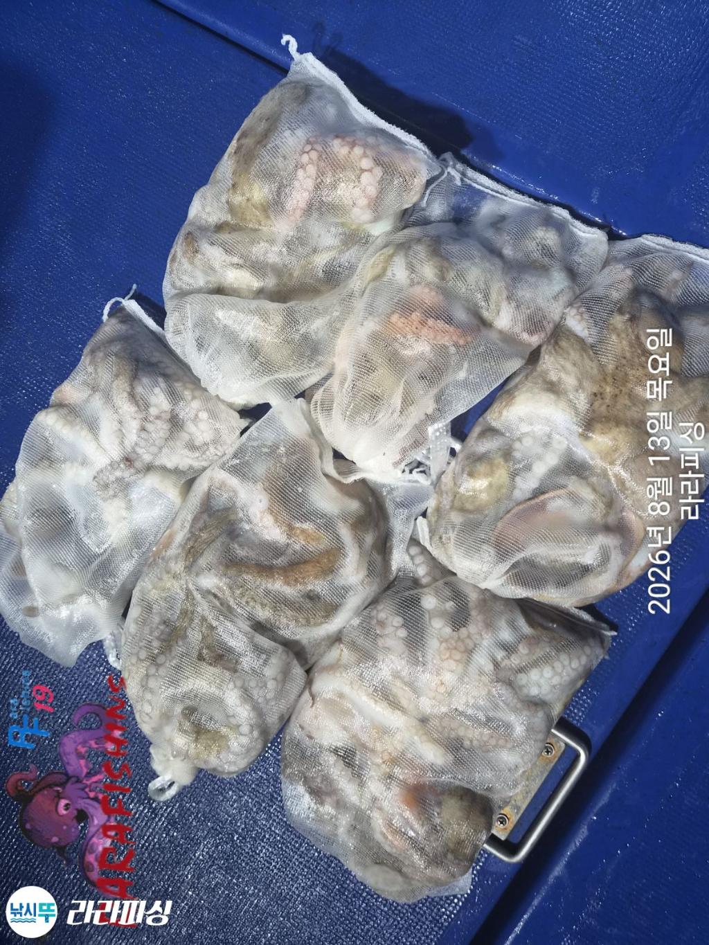 낚시뚜,돌문어,속천항(진해),라라피싱,낚시뚜10