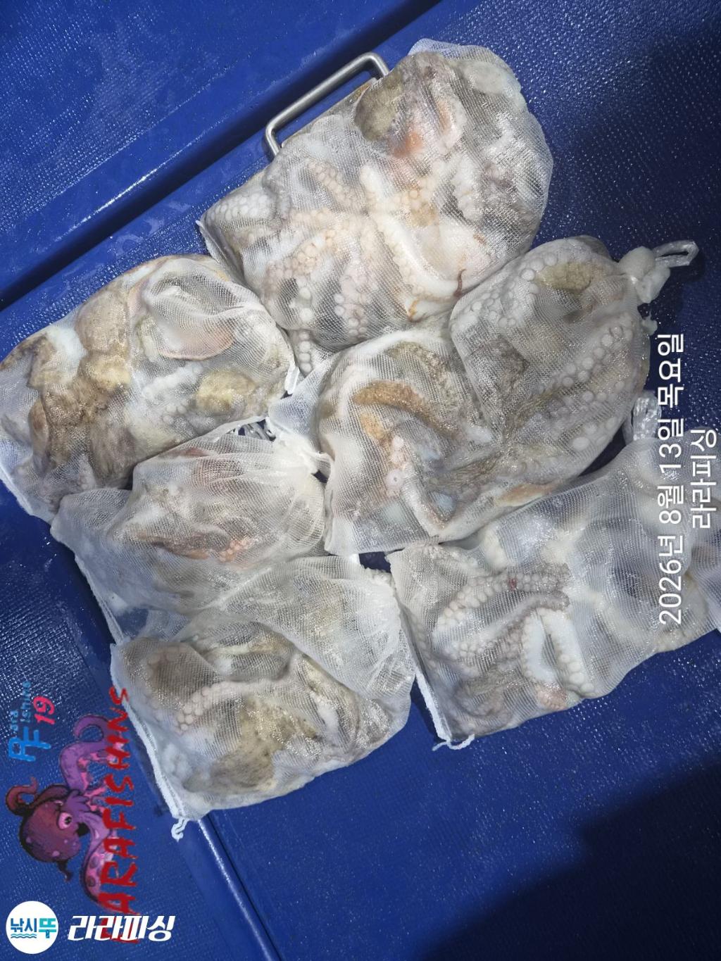 낚시뚜,돌문어,속천항(진해),라라피싱,낚시뚜8